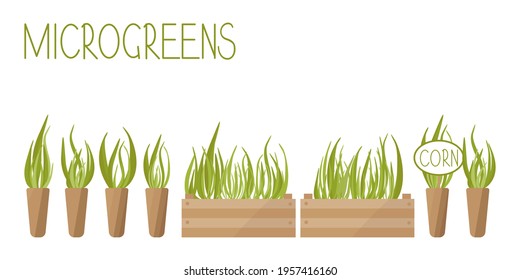 Set of different grown corn micro greens in wooden boxes and pots.