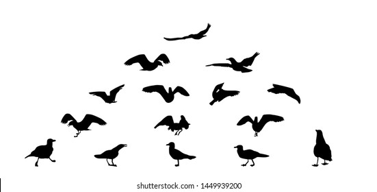 Set of different gull silhouettes. Flying, eating, going, taking off.