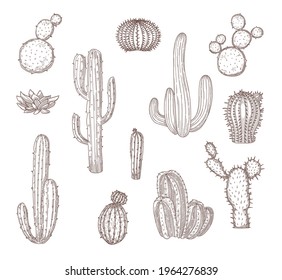 Set of different hand drawn cacti. Graphic monochrome flat vector illustration. Collection of western desert cactus sketches isolated in white background. Desert, Mexica, nature, plant concept