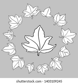 Set of different hand drawn ivy leaves with black contour and white fill in doodle style. Vector illustration