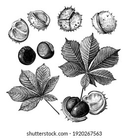 Set of different hand drawn leaves and fetus of chestnuts. Vector illustration in sketch style, botanical design elements isolated on a white background