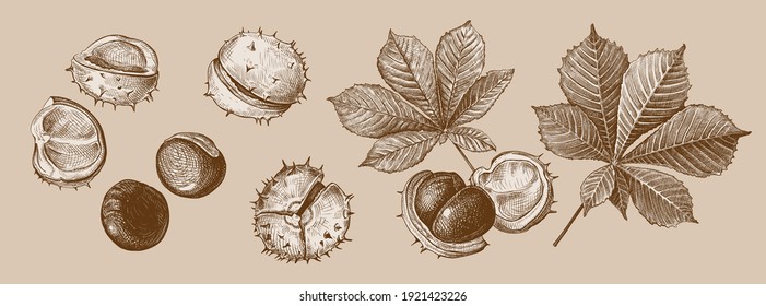 Conjunto de hojas dibujadas a mano y de feto de castañas en tonos marrones. Ilustración vectorial en estilo de esbozo, elementos de diseño botánico aislados en un fondo beige