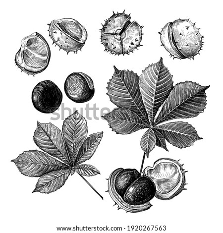 Set of different hand drawn leaves and fetus of chestnuts. Vector illustration in sketch style, botanical design elements isolated on a white background