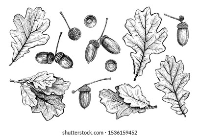 Set of different hand drawn oak  leaves and acorns.Vector illustration in sketch style, botanical design elements isolated on a white background