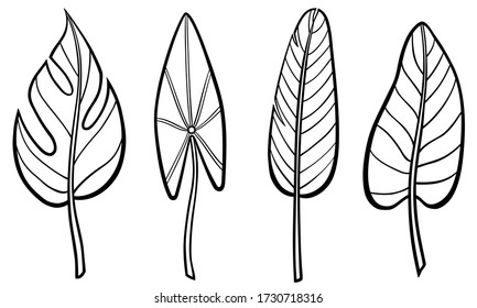 Set of different hand drawn plants leaves. Vector outline illustration drawings on a white background. Collection of tropical tree leaves