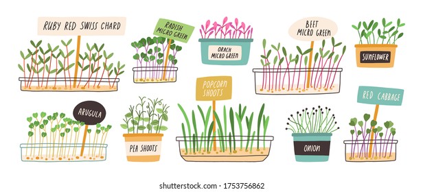 Conjunto de diferentes granos brotados a mano y microverdes ilustraciones planas vectoriales. Colección de plantas comestibles para una nutrición saludable aisladas en blanco. Ingredientes con hojas verdes para alimentos