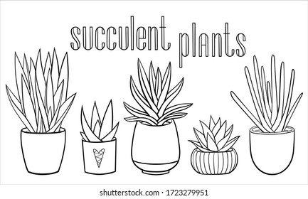 Set of different hand drawn succulent houseplants in planters. Vector outline illustration drawings on a white background with a handwriting caption.