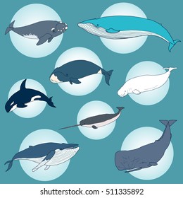 Set of different hand drawn whales. Vector illustration of marine mammals, isolated on blue background. Sea animal collection. Orca, narwal, cachalot.