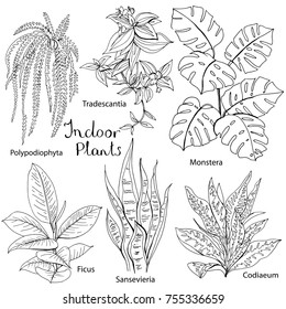 Conjunto de diferentes plantas residenciales aisladas en blanco. Plantas interiores utilizadas para la decoración y la jardinería en el hogar