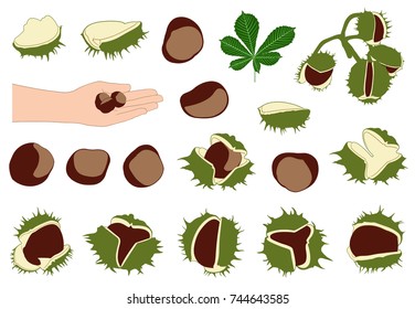 Set of different horse chestnuts isolated on white