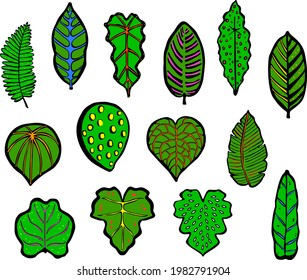 set of different house plants leaves vector illustration