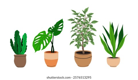 Set of different house plants, monstera, ficus, cactus plants in ceramic pots. Flat vector illustration isolated on white background