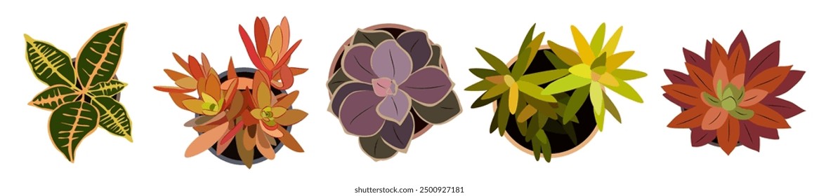 Conjunto de diferentes plantas de la casa vista superior. Iconos coloridos de flores en maceta para paisaje, arquitectura, diseño de interiores. Ilustraciones planas de Vector dibujadas a mano aisladas sobre fondo blanco.