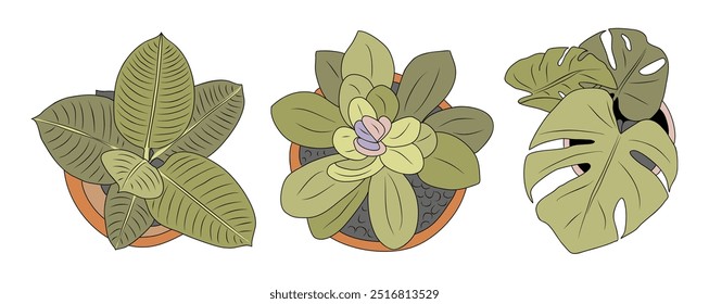 Conjunto de diferentes plantas da casa vista superior. Flores em vaso esboço colorido para paisagem, arquitetura, design de interiores. Ilustrações planas vetor desenhadas à mão isoladas sobre fundo branco.