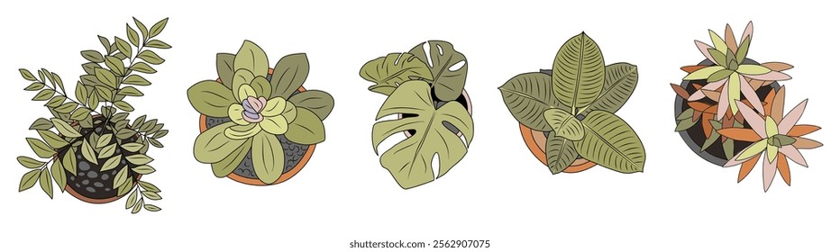 Set of different house plants top view. Potted flowers colorful icons for landscape, architectural, interior design. Hand drawn Vector flat illustrations isolated on white background.