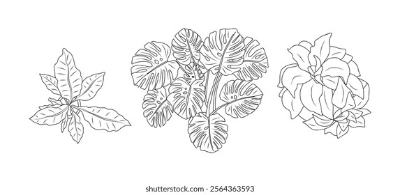 Set of different house plants top view. Botanical black line art icons for landscape, architectural, interior design. Hand drawn Vector sketch isolated on white background.