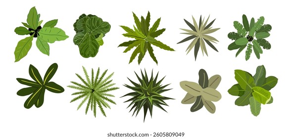 Set of different house plants top view. Potted flowers colorful icons for landscape, architectural, interior design. Hand drawn Vector flat illustrations isolated on white background.