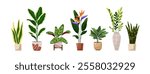 Set of different houseplants. Green plants with leaves in pots. Home flowers for interior decoration. Sansevieria, Bird of paradise, Strelitzia, Calathea. Flat isolated vector illustrations on white