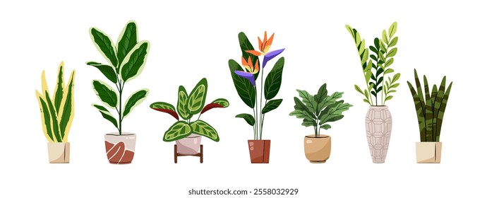 Set of different houseplants. Green plants with leaves in pots. Home flowers for interior decoration. Sansevieria, Bird of paradise, Strelitzia, Calathea. Flat isolated vector illustrations on white