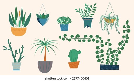 Conjunto de diferentes hogares en ollas. Suculento, jardín interior, árboles interiores. Ilustración vectorial para el interior, botánica, concepto de decoración casera