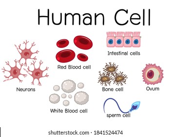 Conjunto de diferentes ilustraciones de células humanas