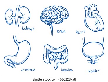 Set different human inner organs as brain  heart  somach  intestine  kidneys   bladder  for medical info graphics  Hand drawn line art cartoon vector illustration 
