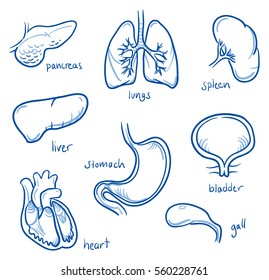 Set different human inner organs  some are in cross section view  for medical info graphics  Hand drawn line art cartoon vector illustration 