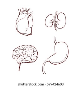 Set of different human inner organs, medical, hand drawn line style, vector illustration.