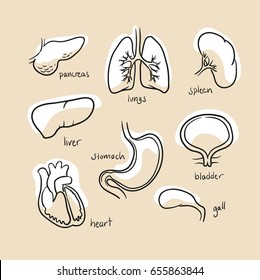 Set of different human inner organs, some are in cross section view, for medical info graphics. Hand drawn line art cartoon vector illustration with white shading on colored background.