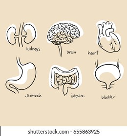 Set different human inner organs  for medical info graphics  Hand drawn line art cartoon vector illustration and white shading colored background 