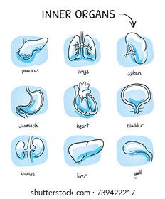 Set of different human inner organs, as liver, heart, lungs, bladder, stomach for medical info graphics on blue tiles. Hand drawn cartoon sketch vector illustration, marker style coloring. 