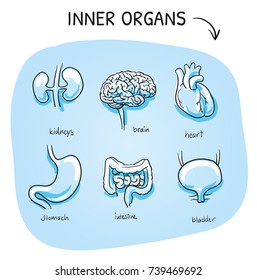 Set of different human inner organs, brain, heart, kidneys, stomach bladder, for medical info graphics on blue background. Hand drawn cartoon sketch vector illustration, marker style coloring. 