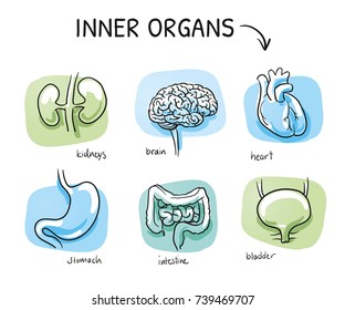 Set of different human inner organs, brain, heart, kidneys, stomach bladder, for medical info graphics on blue and green tiles. Hand drawn cartoon sketch vector illustration, marker style coloring. 