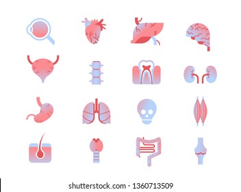set different human internal organs collection anatomy medicine healthcare concept white background flat horizontal