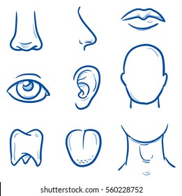 Set of different human parts of the head, for medical info graphics. Hand drawn line art cartoon vector illustration.