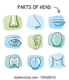 Set of different human parts of the head, for medical info graphics on green and blue tiles. Hand drawn cartoon sketch vector illustration, marker style coloring. 