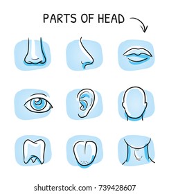 Set of different human parts of the head, for medical info graphics on blue tiles. Hand drawn cartoon sketch vector illustration, marker style coloring. 