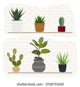 A set of different indoor flowers in pots. Home interior. Plant growing.