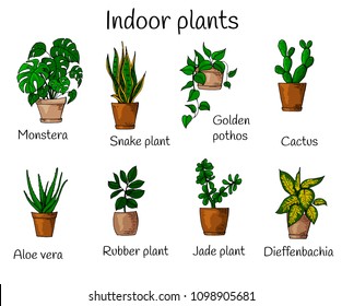 Set of different indoor plants. Easy to grow houseplants.
