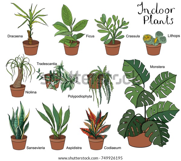 Set Different Indoor Plants Eith Decorative Stock Vector Royalty