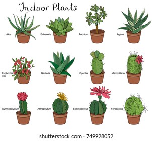 Set of different indoor succulent plants. Typical tropical  flowers and cactus used in room decoration isolated on white background.