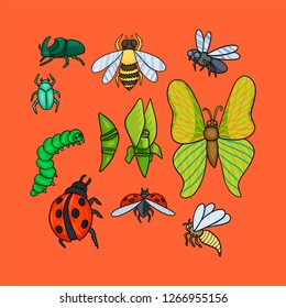 A set of different insects: bee, caterpillar, cocoon, butterfly, fly, wasp and beetles.