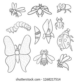 Set of different insects bee, caterpillar, cocoon, butterfly, fly, wasp and beetles.