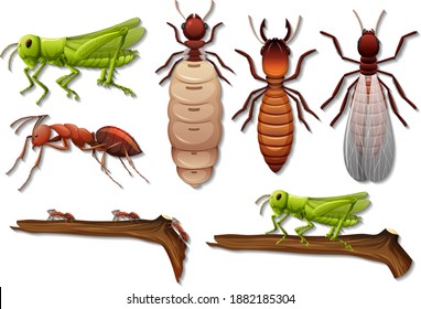Set of different insects isolated on white background illustration
