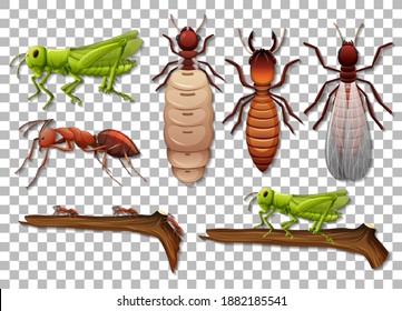 Set of different insects isolated on transparent background illustration