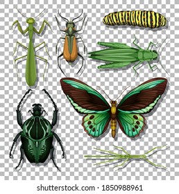 Set of different insects on transparent background illustration