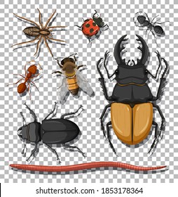 Set of different insects on transparent background illustration