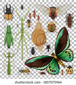 Conjunto de insectos diferentes en la ilustración de fondo transparente