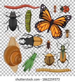 Set of different insects on transparent background illustration