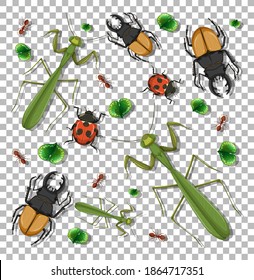 Set of different insects on transparent background illustration